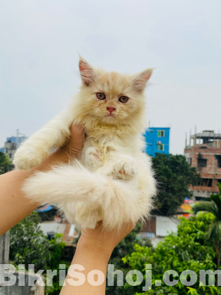 Pure persian cat baby's male and female